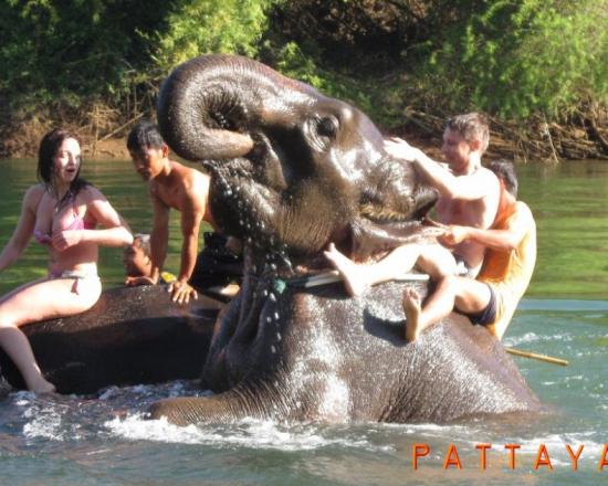 Где в Паттайе лучше покататься на слонах?